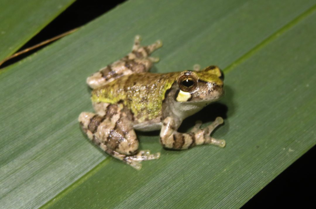 African Nightwalker Research – Night Walkers