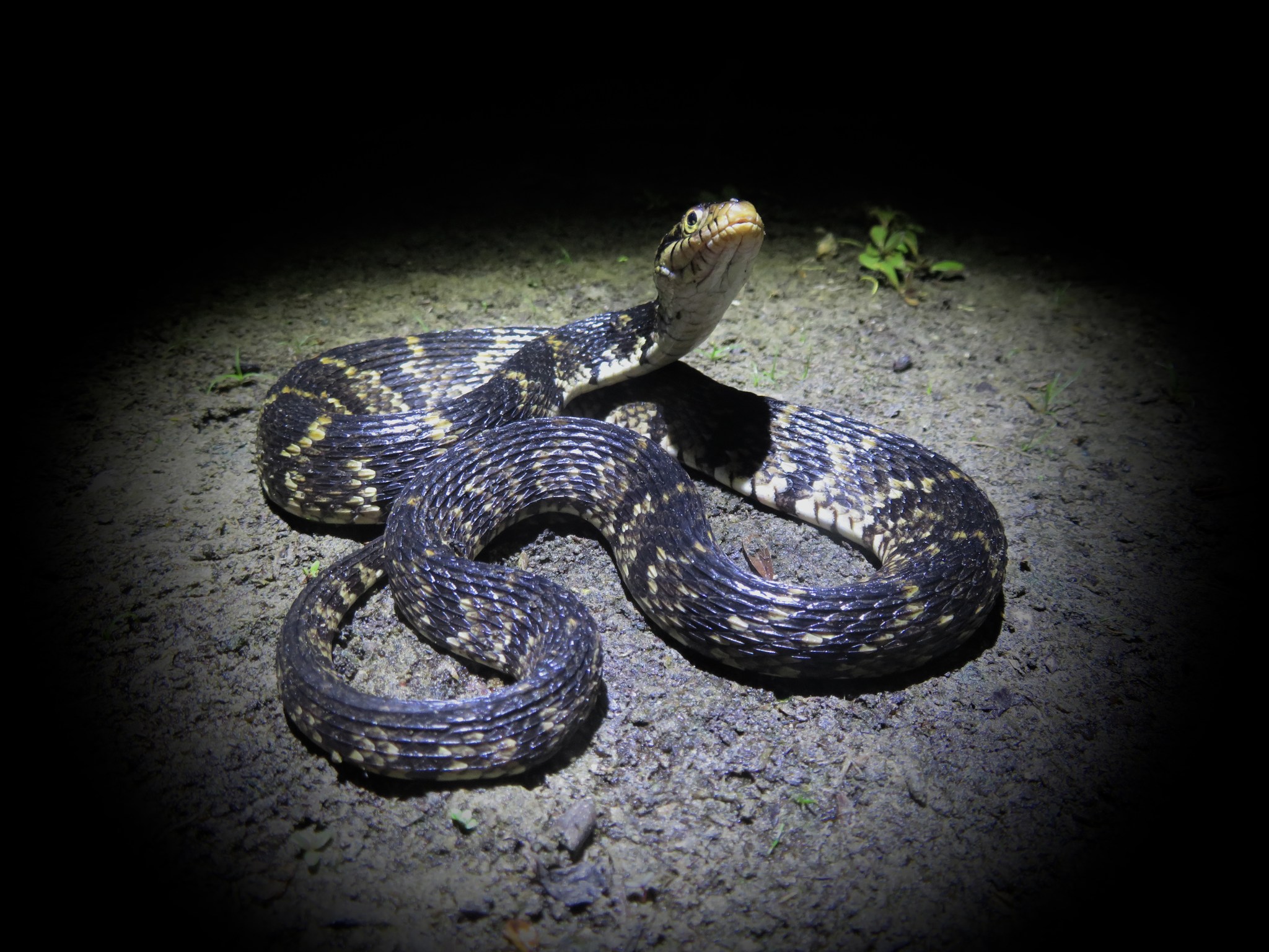African Nightwalker About – Night Walkers